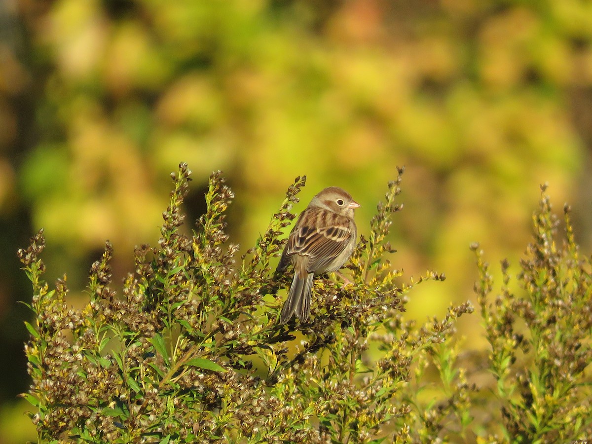Chingolo Campestre - ML646854024