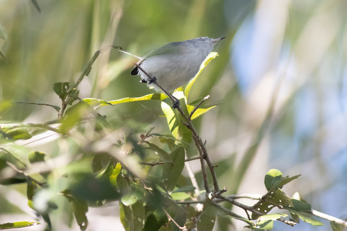 Blue-gray Gnatcatcher - ML646854025