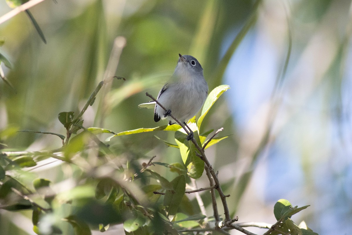 Blue-gray Gnatcatcher - ML646854026