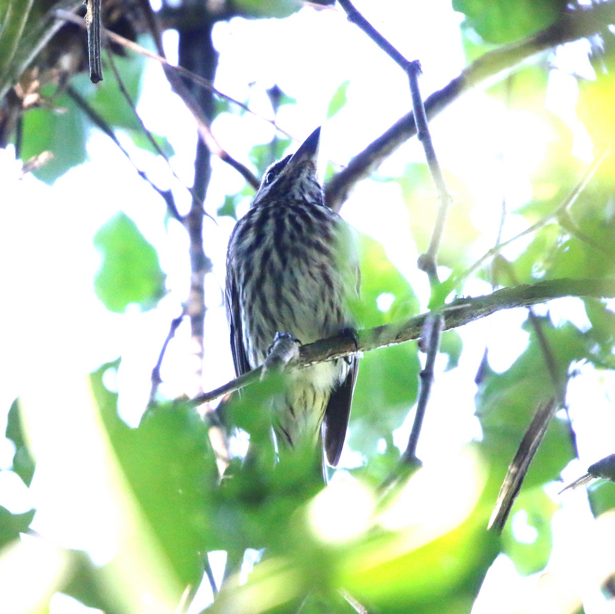 Streaked Flycatcher - ML646854027