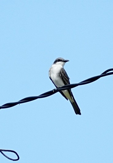 Gray Kingbird - ML646854028