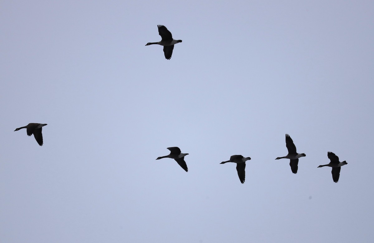 Канадская казарка - ML646854029