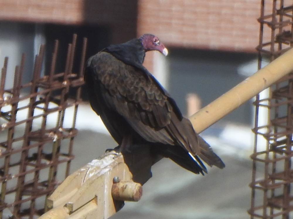 Turkey Vulture (Northern) - ML646854033