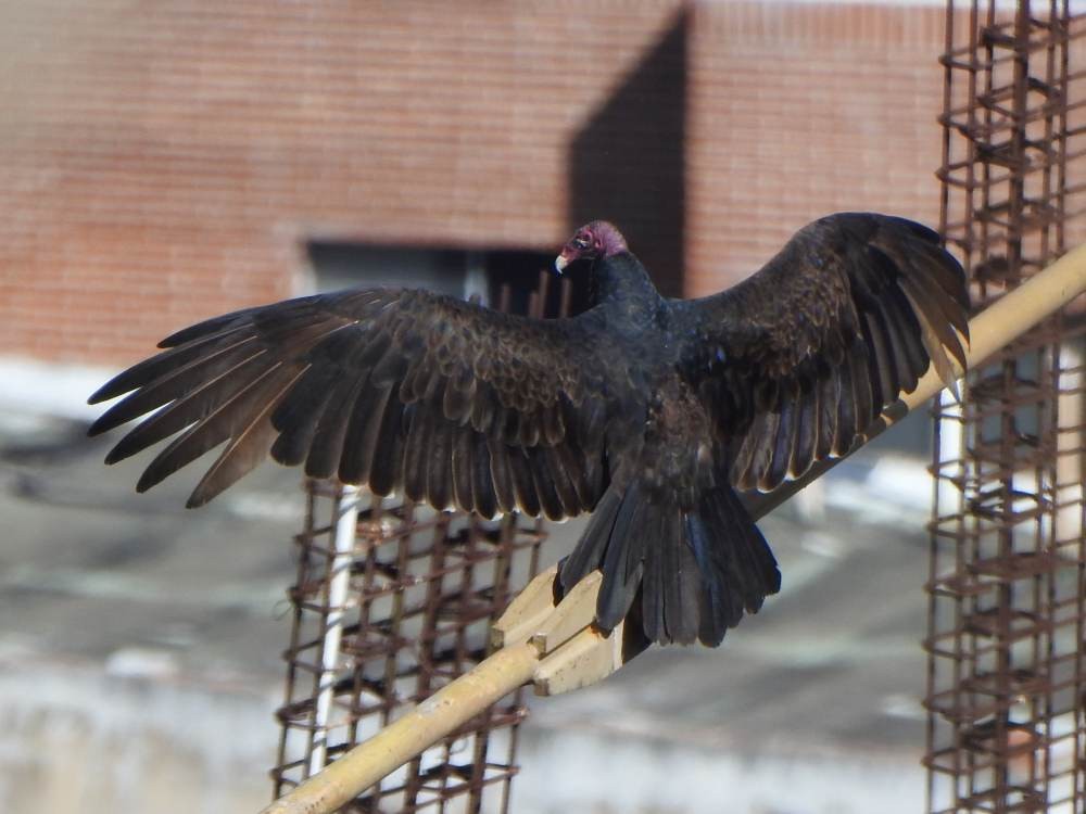 Turkey Vulture (Northern) - ML646854038