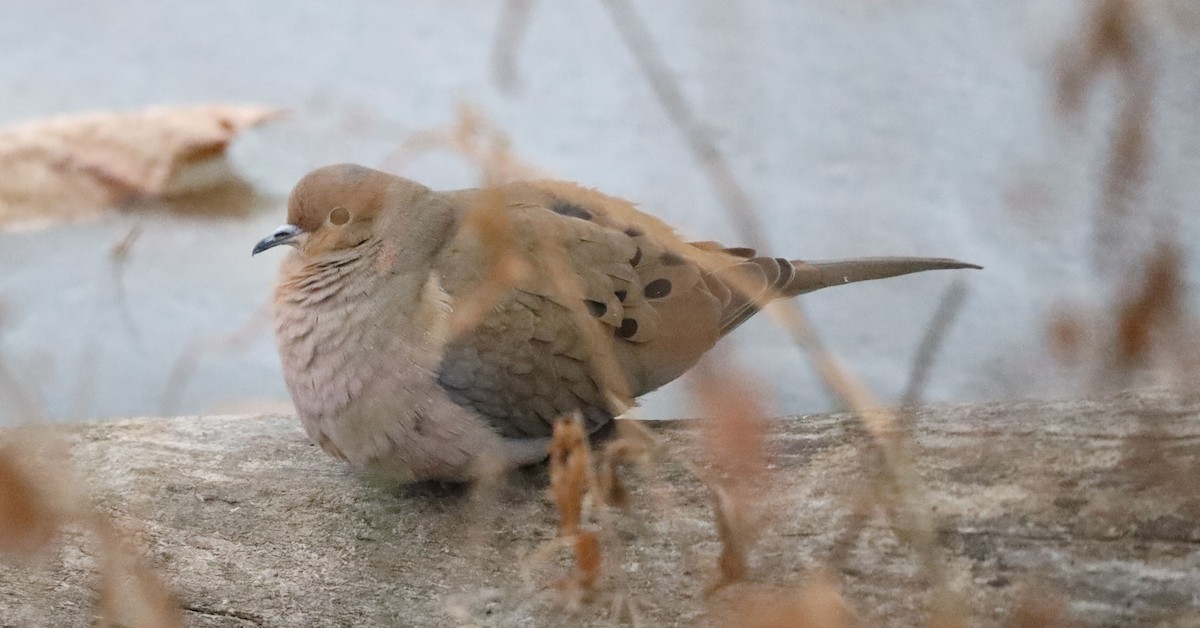 Плачущая горлица - ML646854040