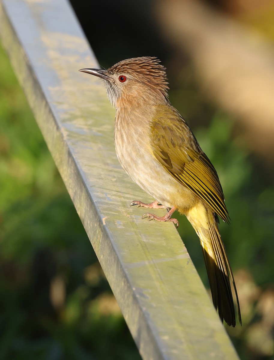 Mountain Bulbul - ML646854044