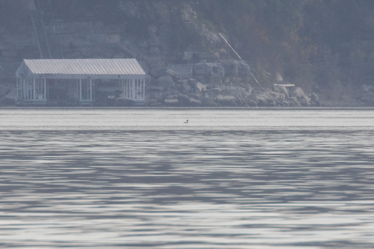 Pacific Loon - ML646854047