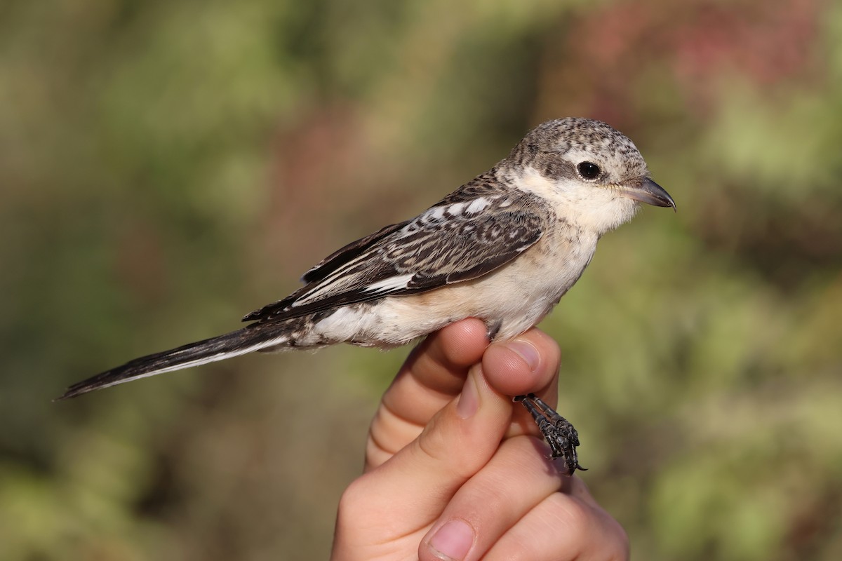 Antzandobi nubiarra - ML646854048