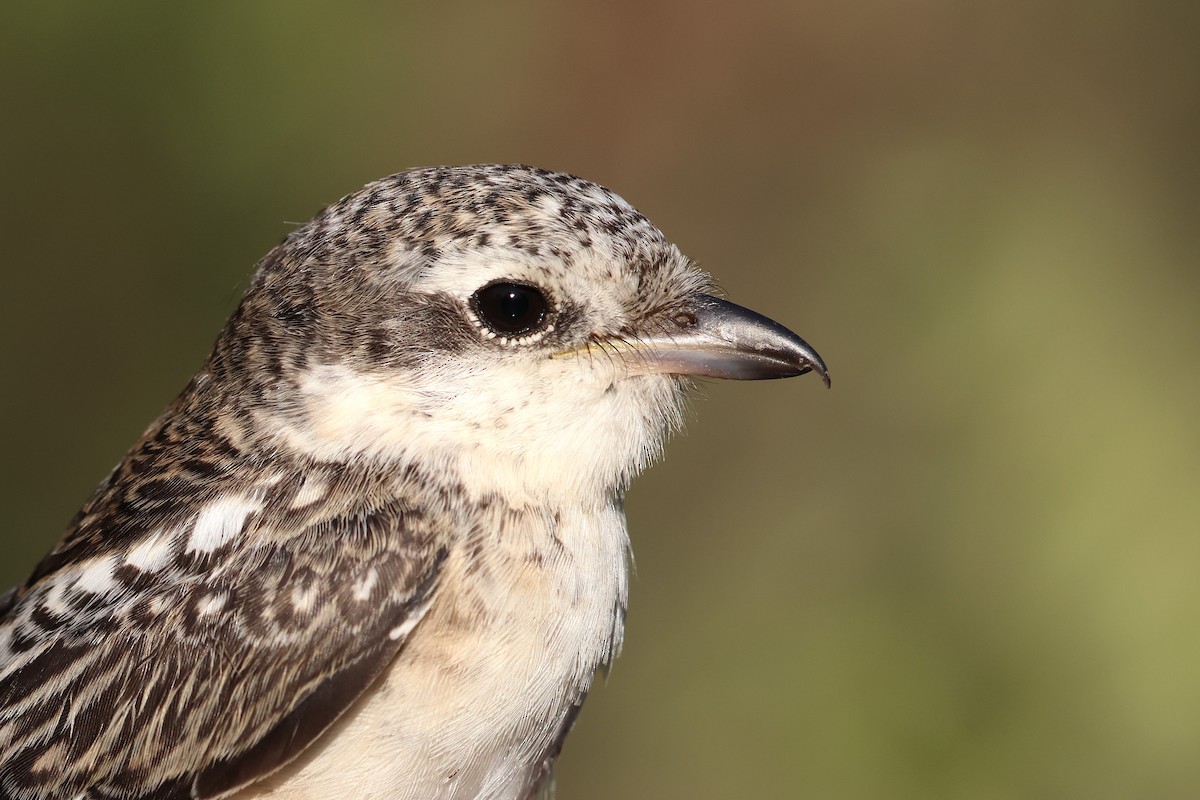 Antzandobi nubiarra - ML646854049