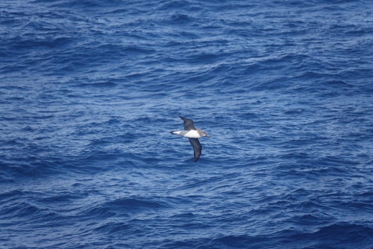 Boz Başlı Albatros - ML646854050