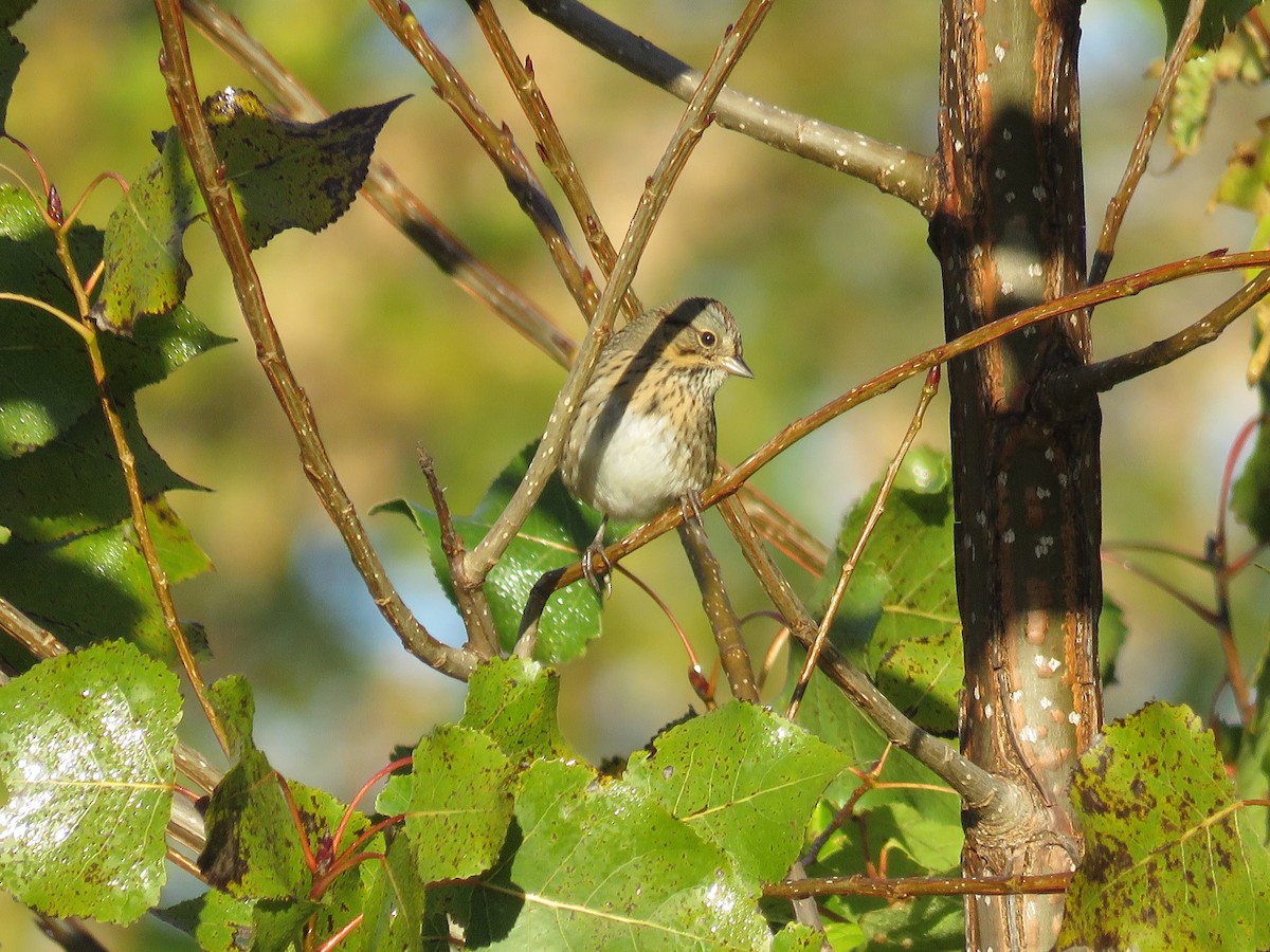Chingolo de Lincoln - ML646854054