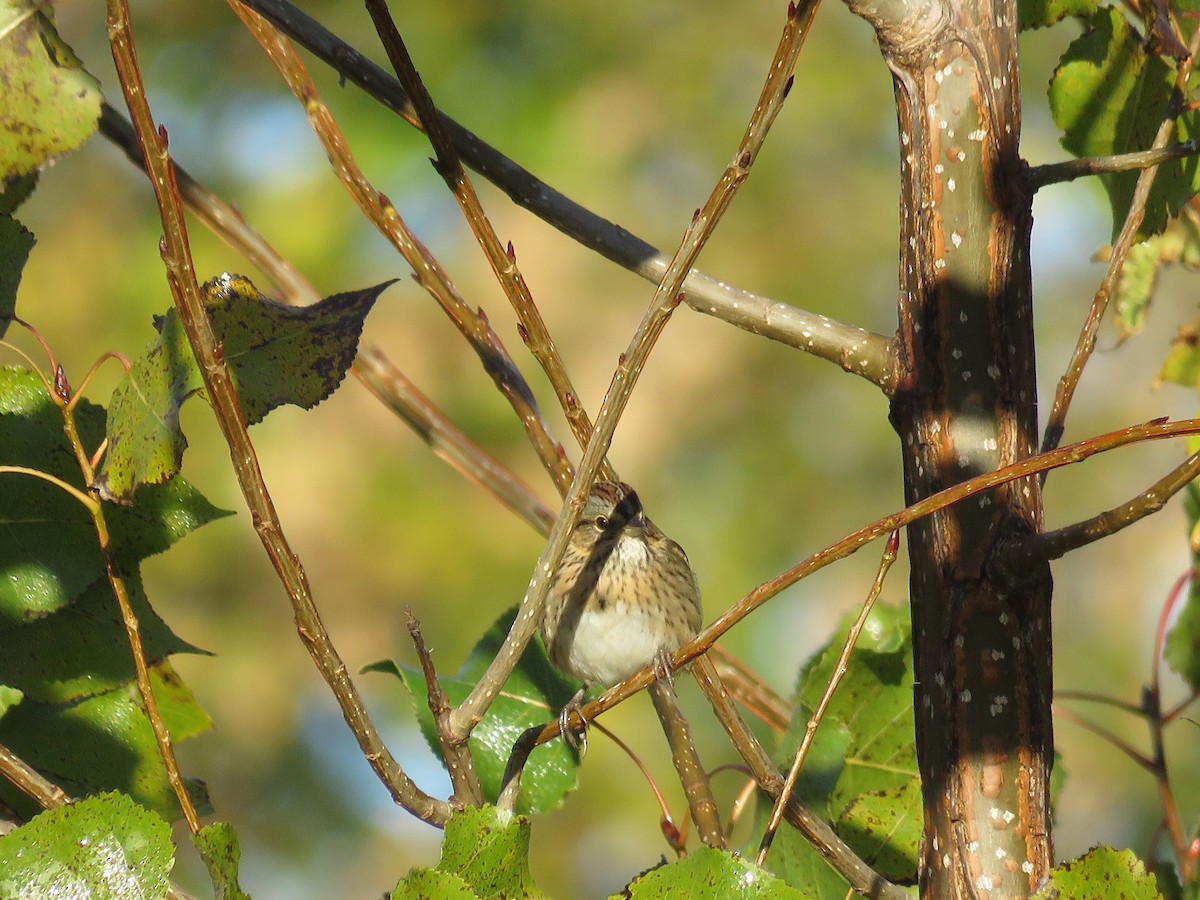 Chingolo de Lincoln - ML646854055