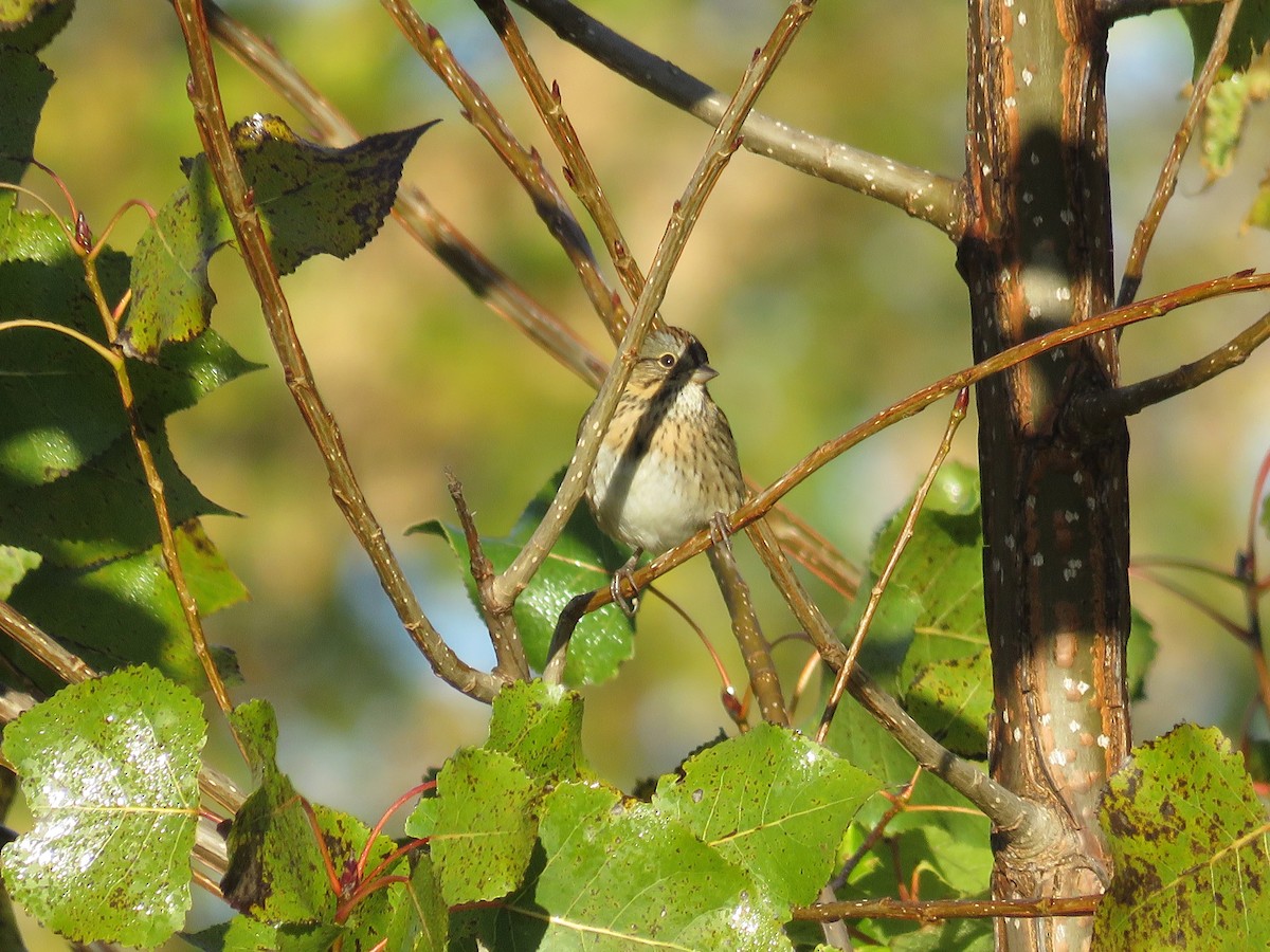 Chingolo de Lincoln - ML646854056