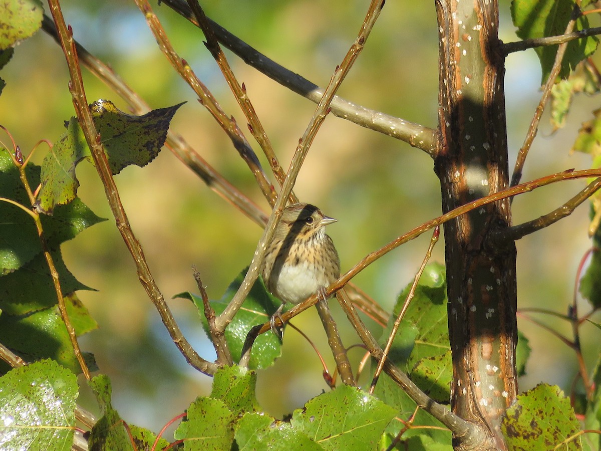 Chingolo de Lincoln - ML646854057