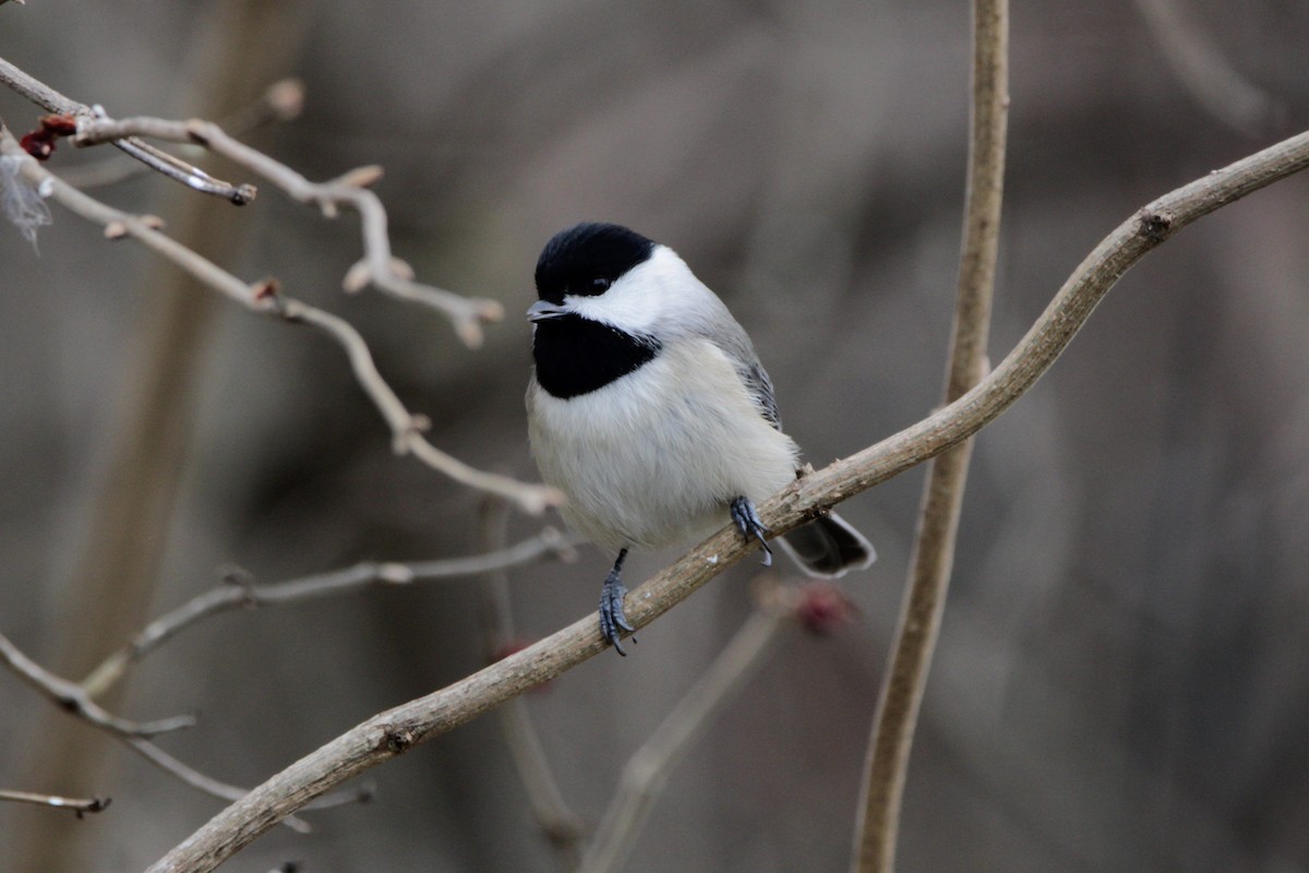 Carolina Chickadee - ML646854059