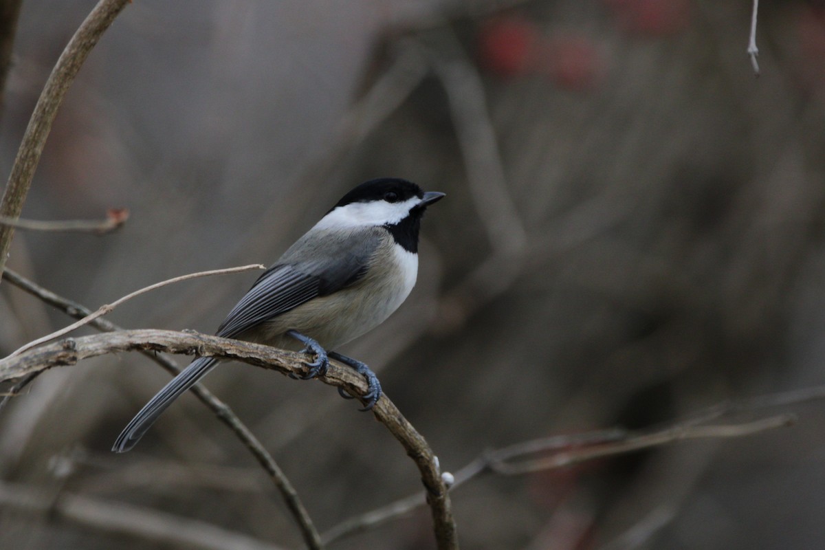 Carolina Chickadee - ML646854062