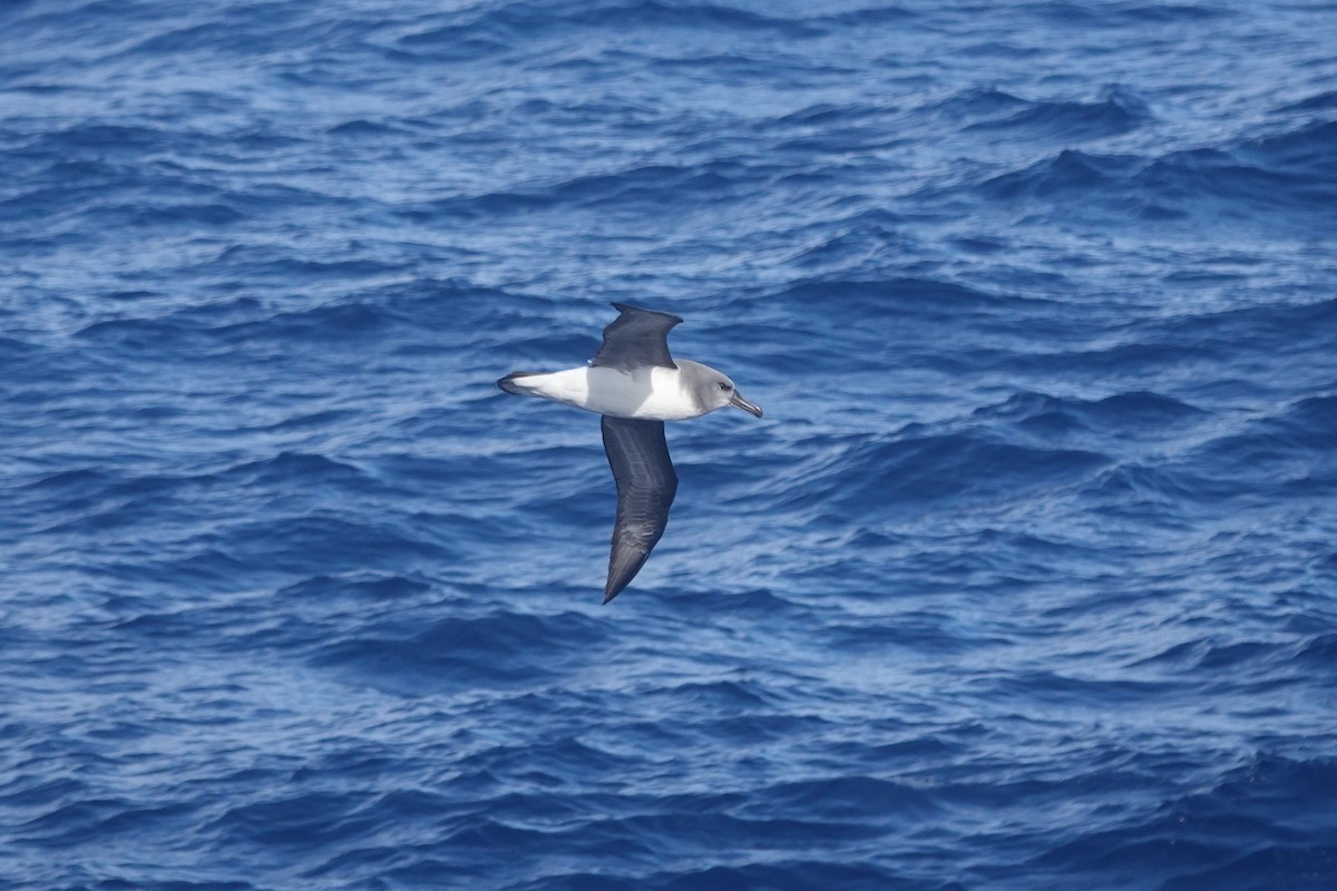 Boz Başlı Albatros - ML646854063