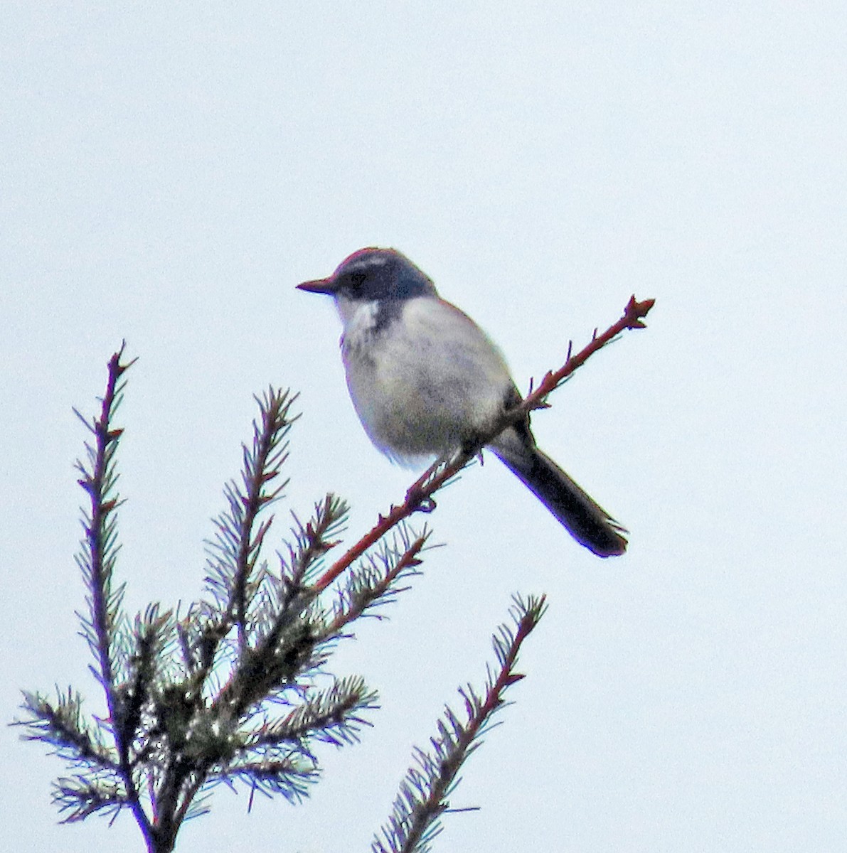 Калифорнийская сойка - ML646854064