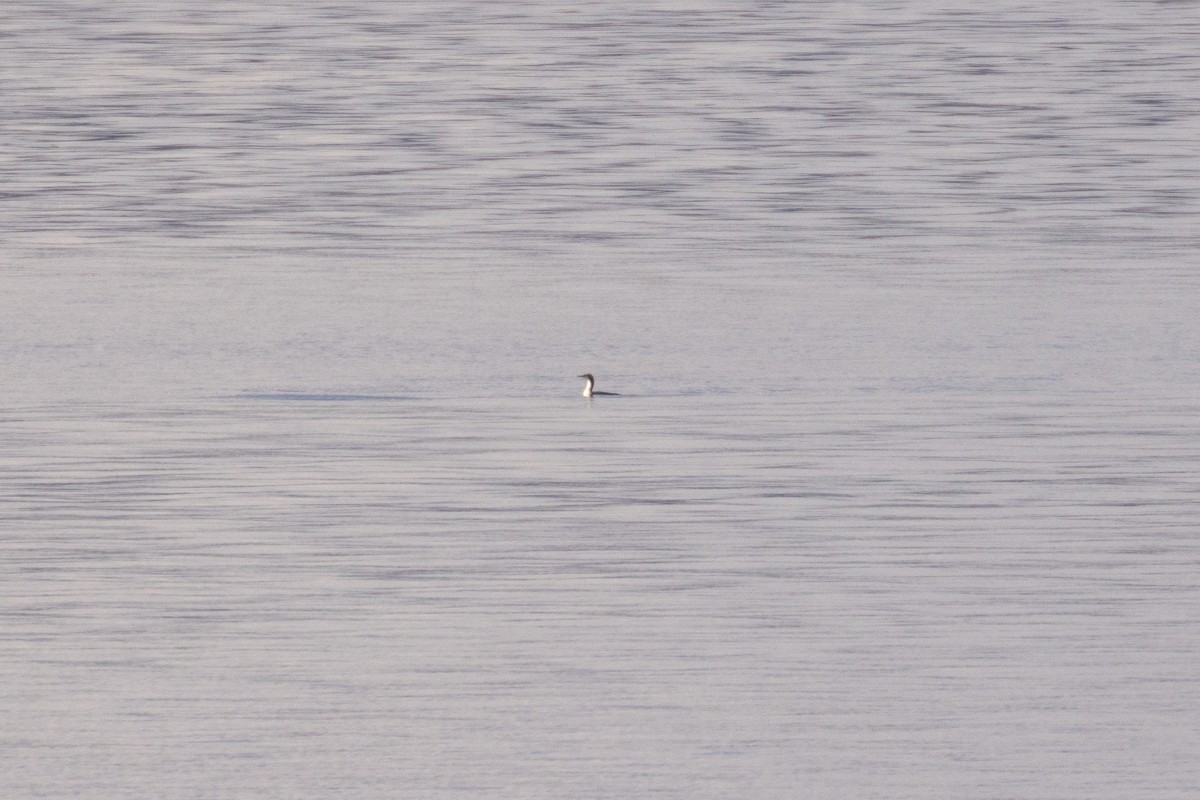 Pacific Loon - ML646854065