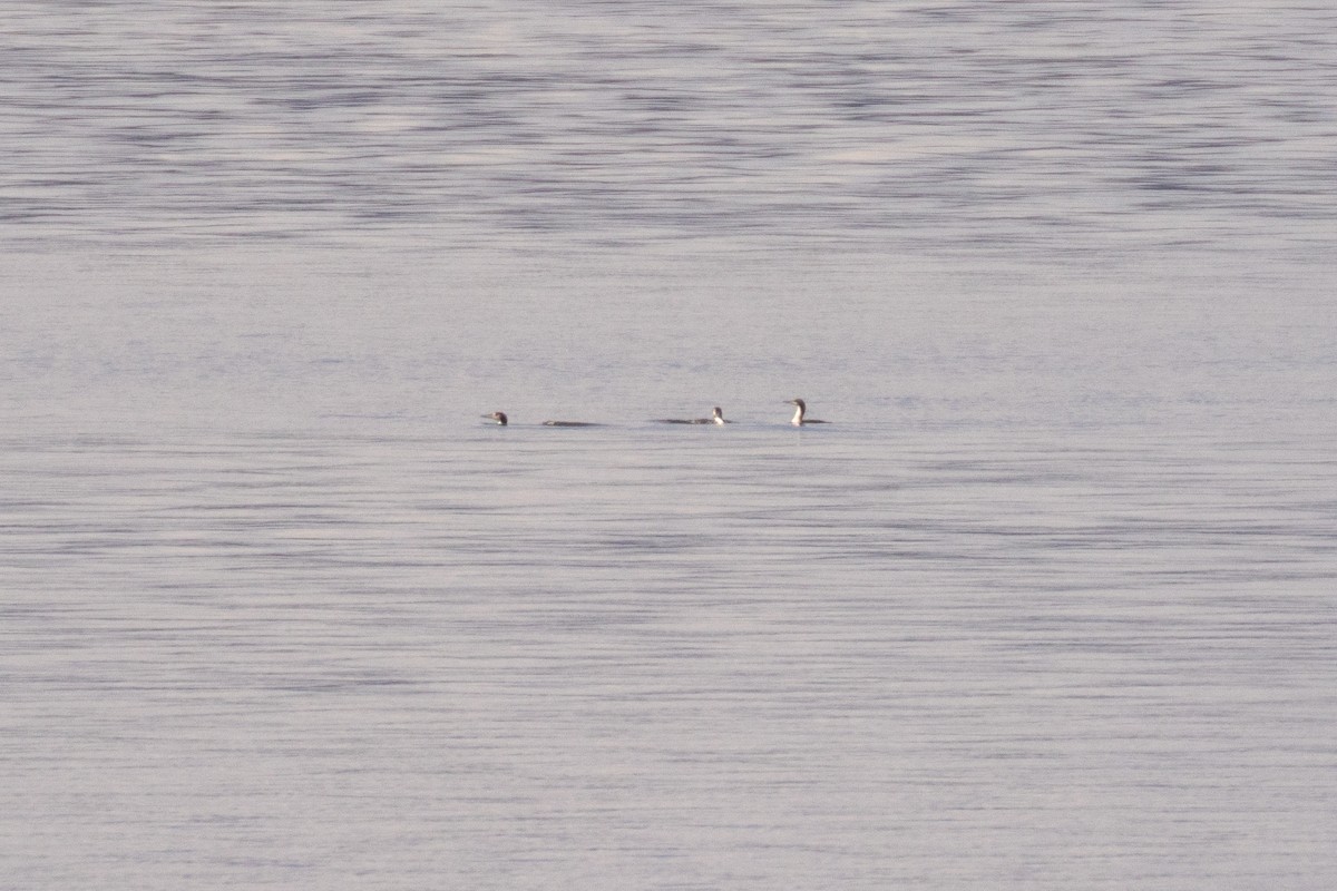 Pacific Loon - ML646854066