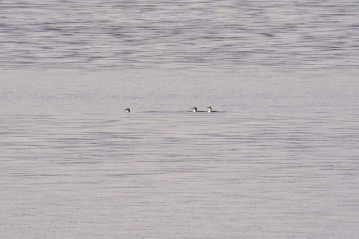 Pacific Loon - ML646854067