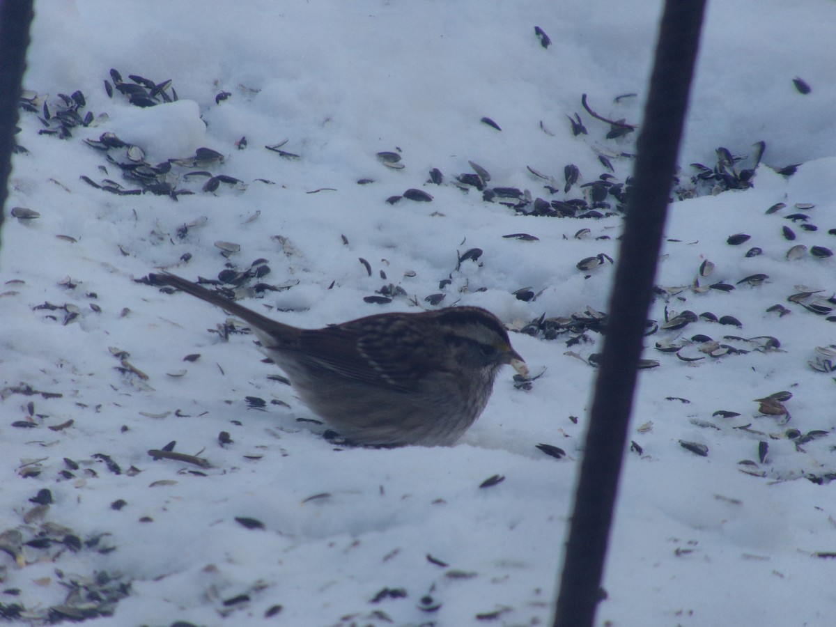 White-throated Sparrow - ML646854068