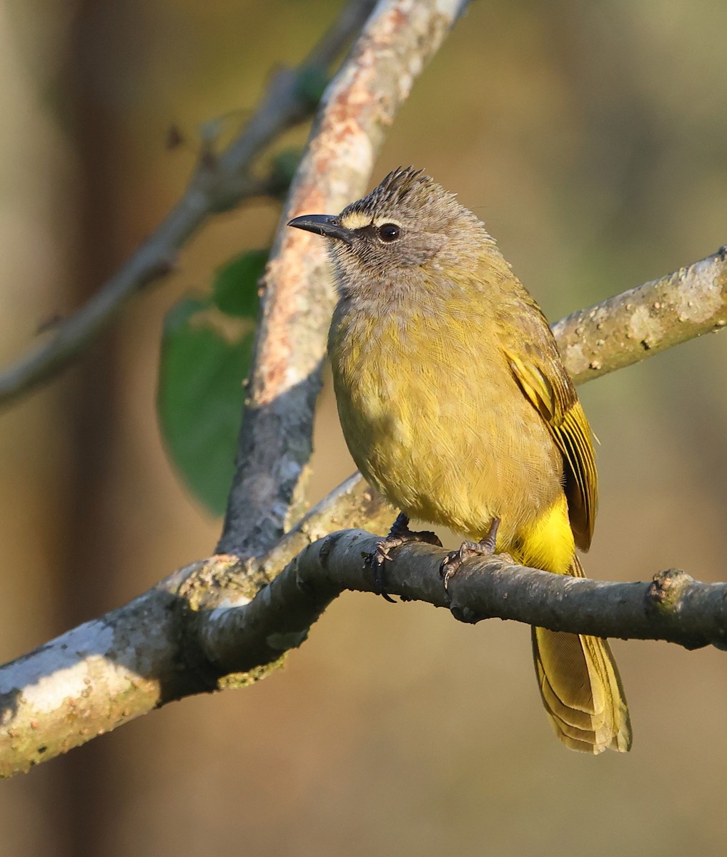 Flavescent Bulbul - ML646854069