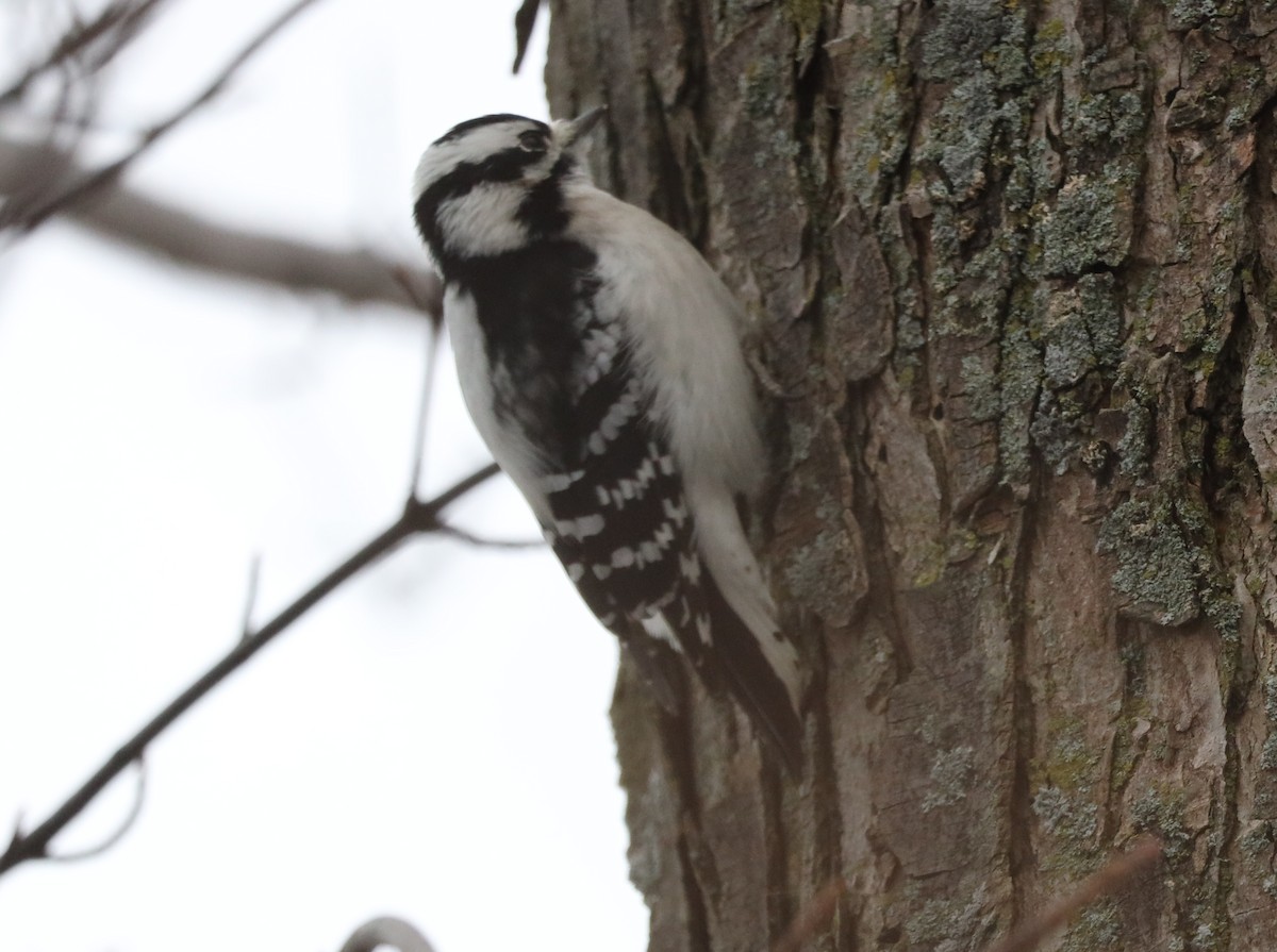 Пушистый дятел - ML646854074