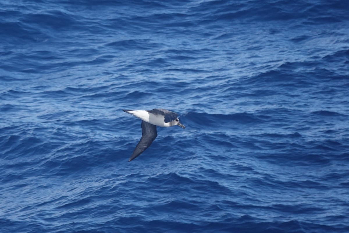 Boz Başlı Albatros - ML646854075