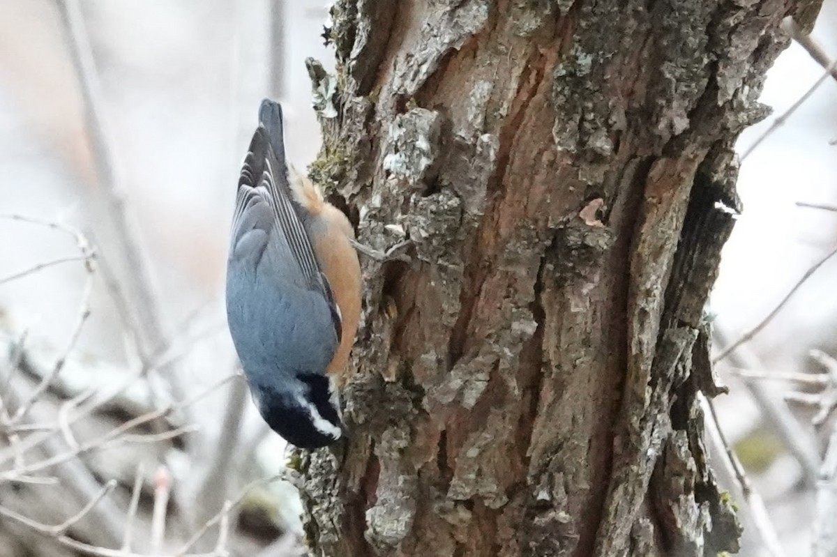 Red-breasted Nuthatch - ML646854076