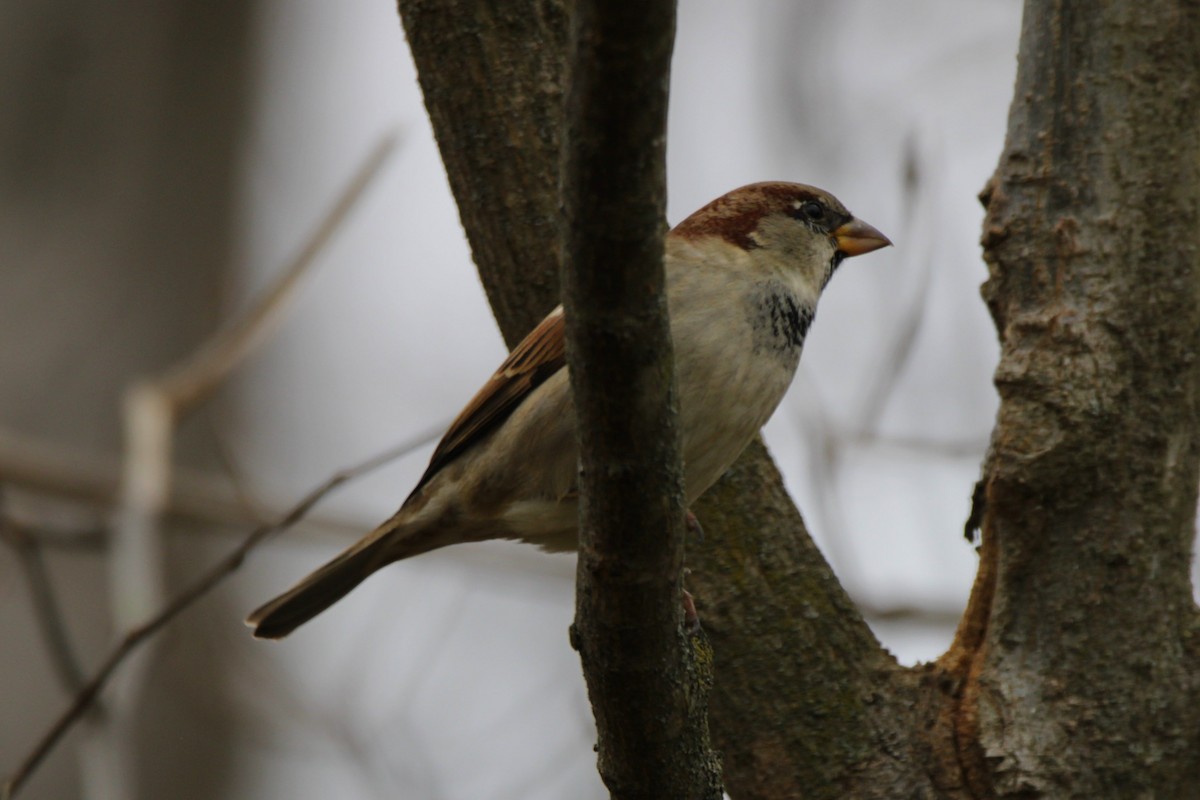 House Sparrow - ML646854079