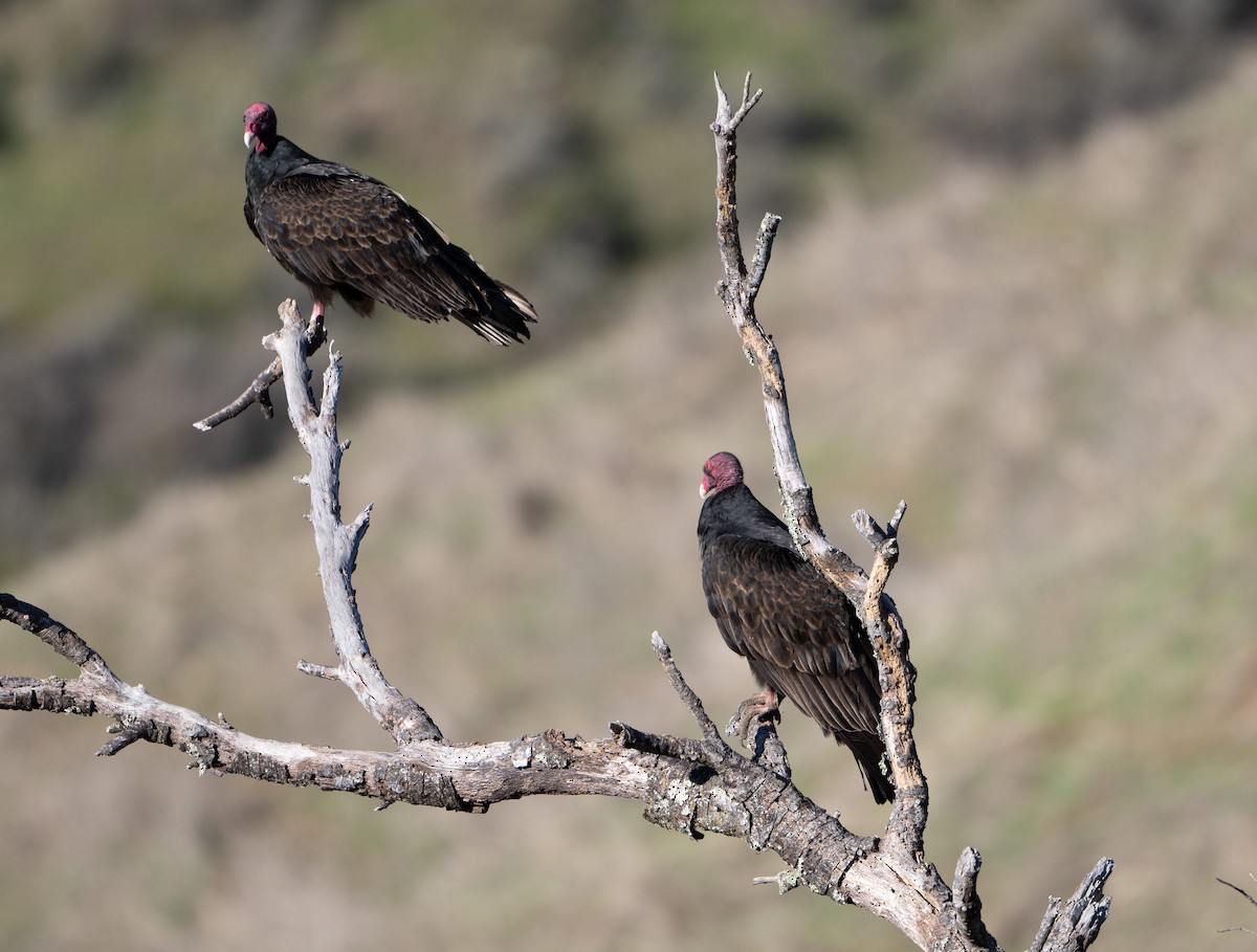 Turkey Vulture - ML646854081