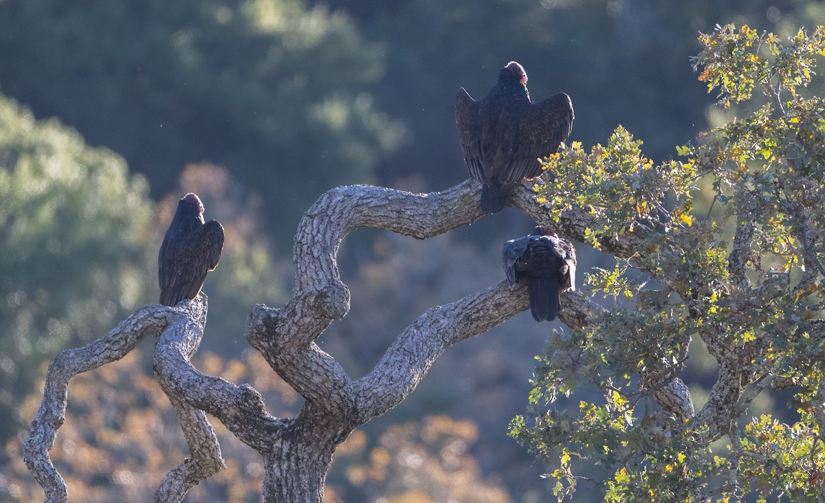 Turkey Vulture - ML646854082