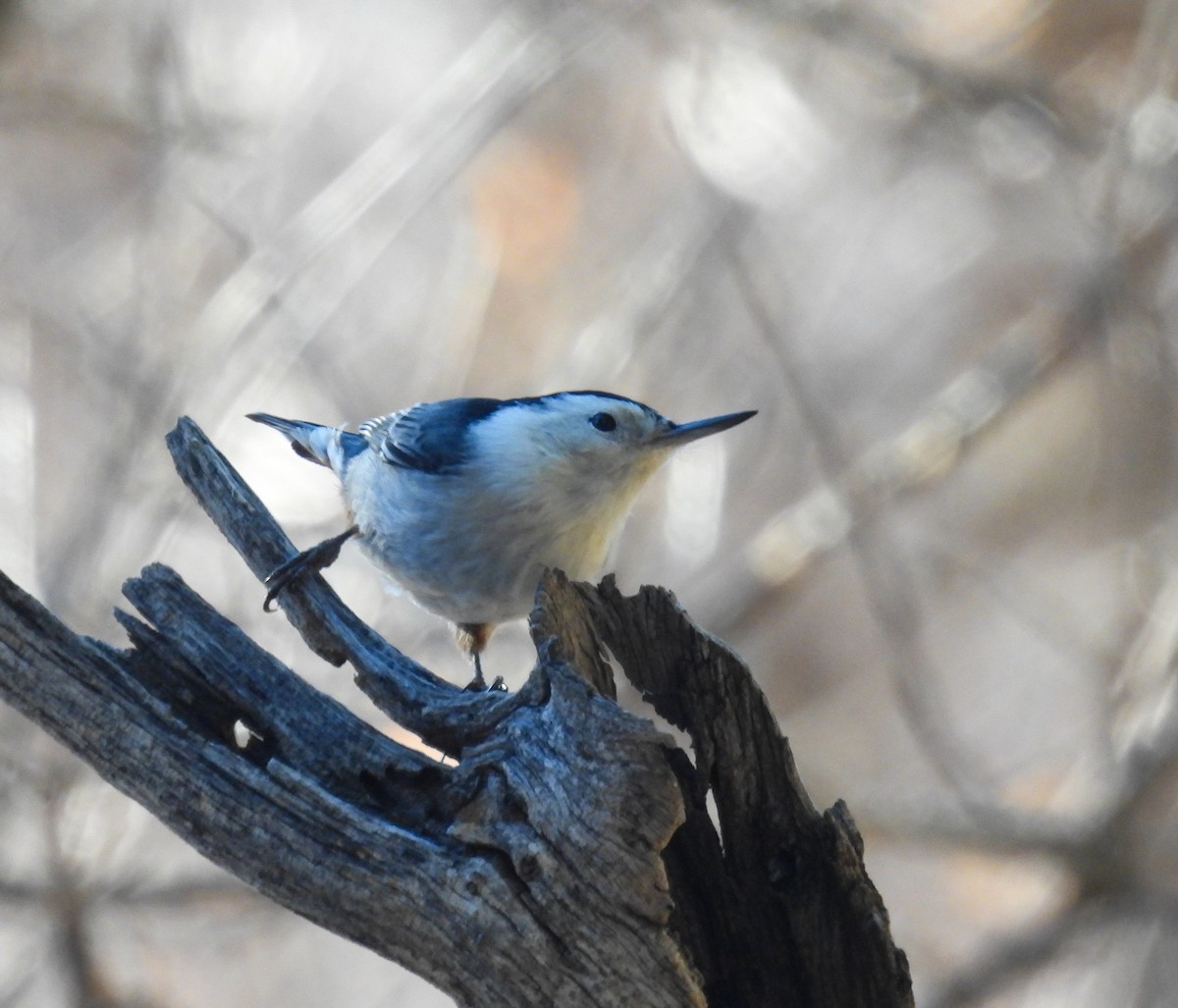 White-breasted Nuthatch - ML646854083
