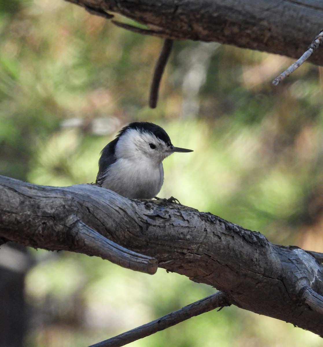 White-breasted Nuthatch - ML646854084