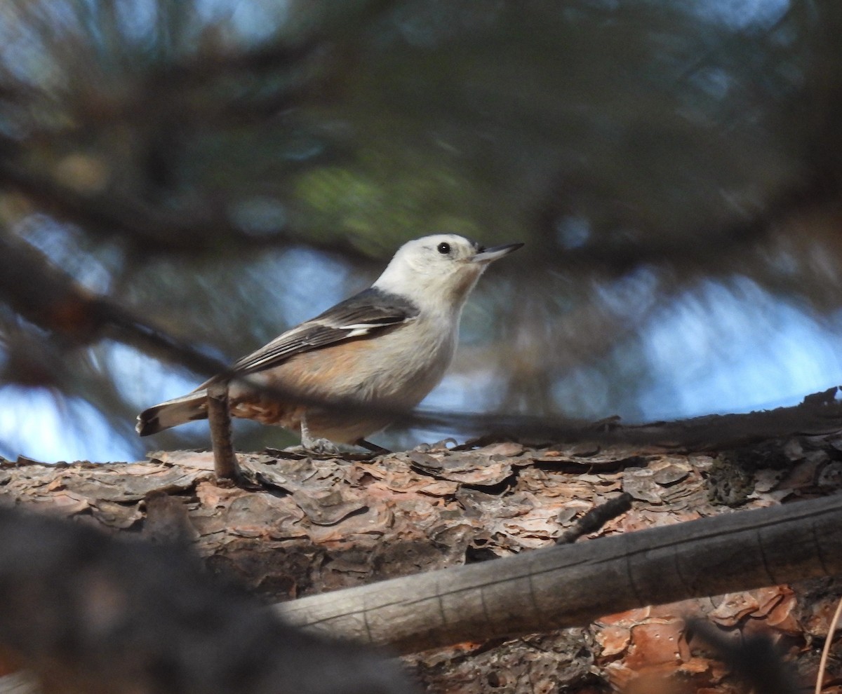 White-breasted Nuthatch - ML646854085
