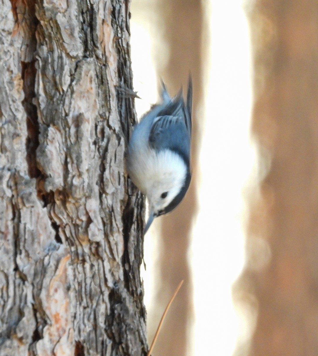 White-breasted Nuthatch - ML646854086