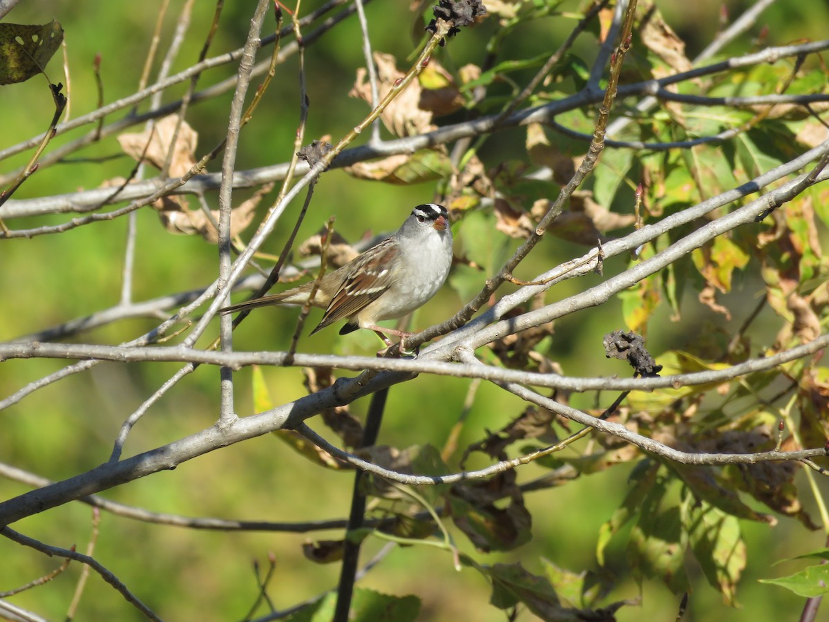 Dachsammer - ML646854087