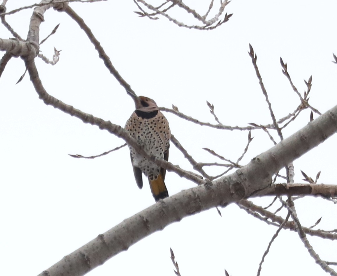 Шилоклювый дятел - ML646854092