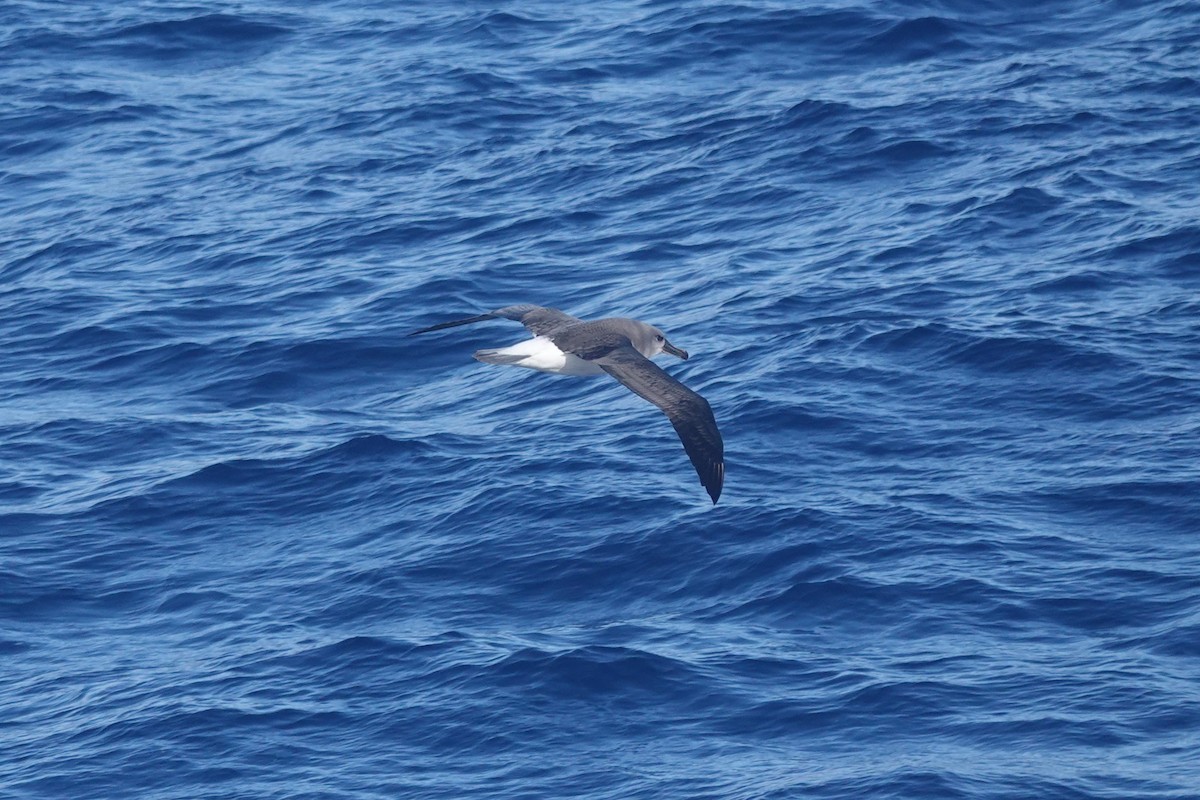 Boz Başlı Albatros - ML646854094