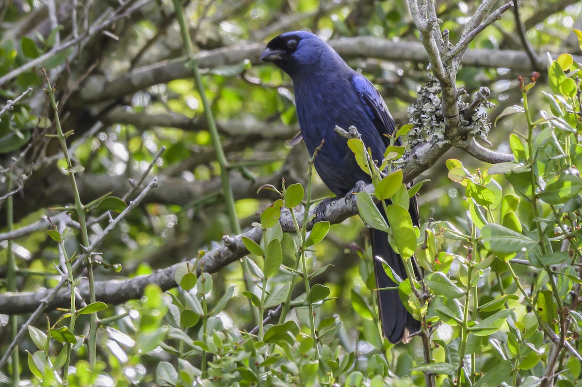 Diademed Tanager - ML646854095