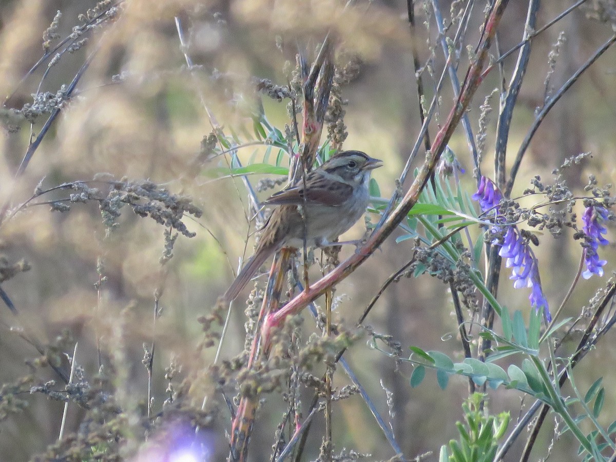 Chingolo Pantanero - ML646854096