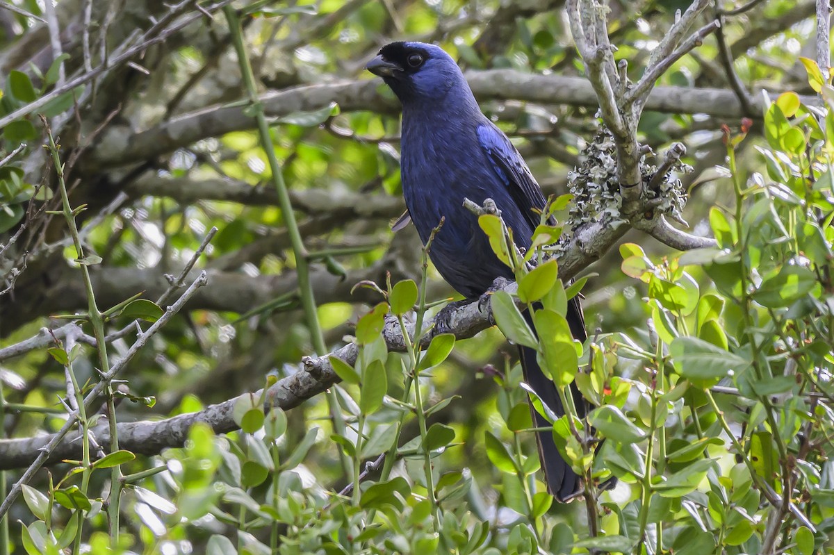 Diademed Tanager - ML646854097