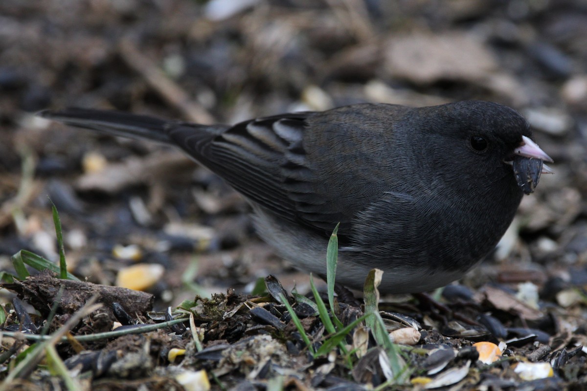 Dark-eyed Junco - ML646854098