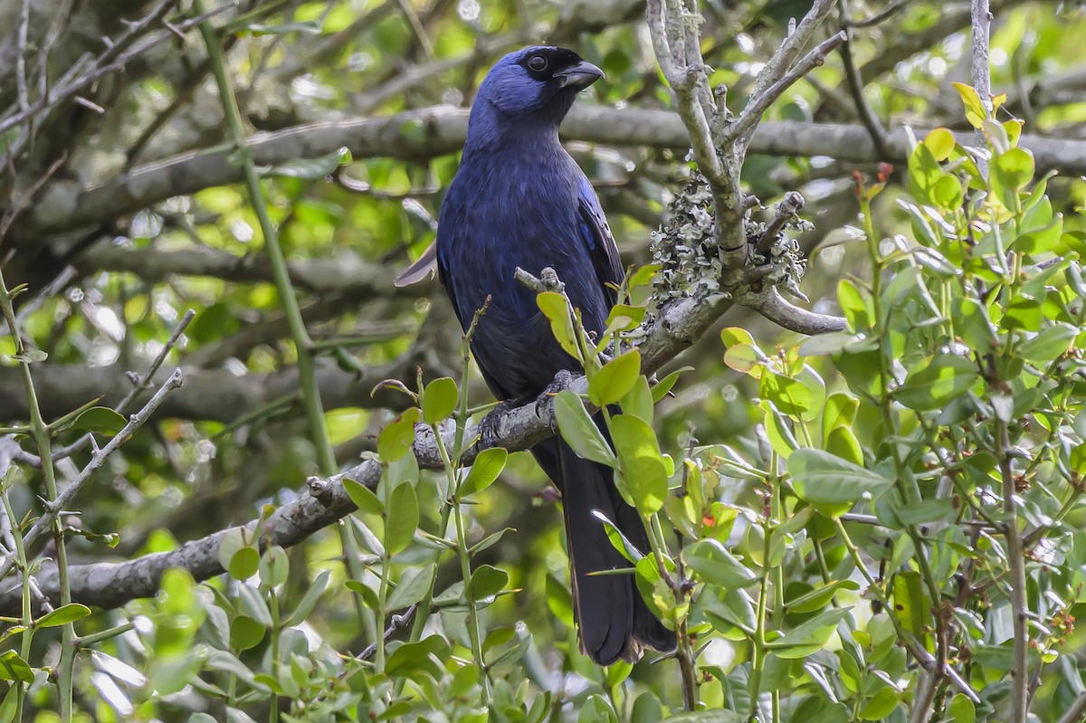 Diademed Tanager - ML646854099