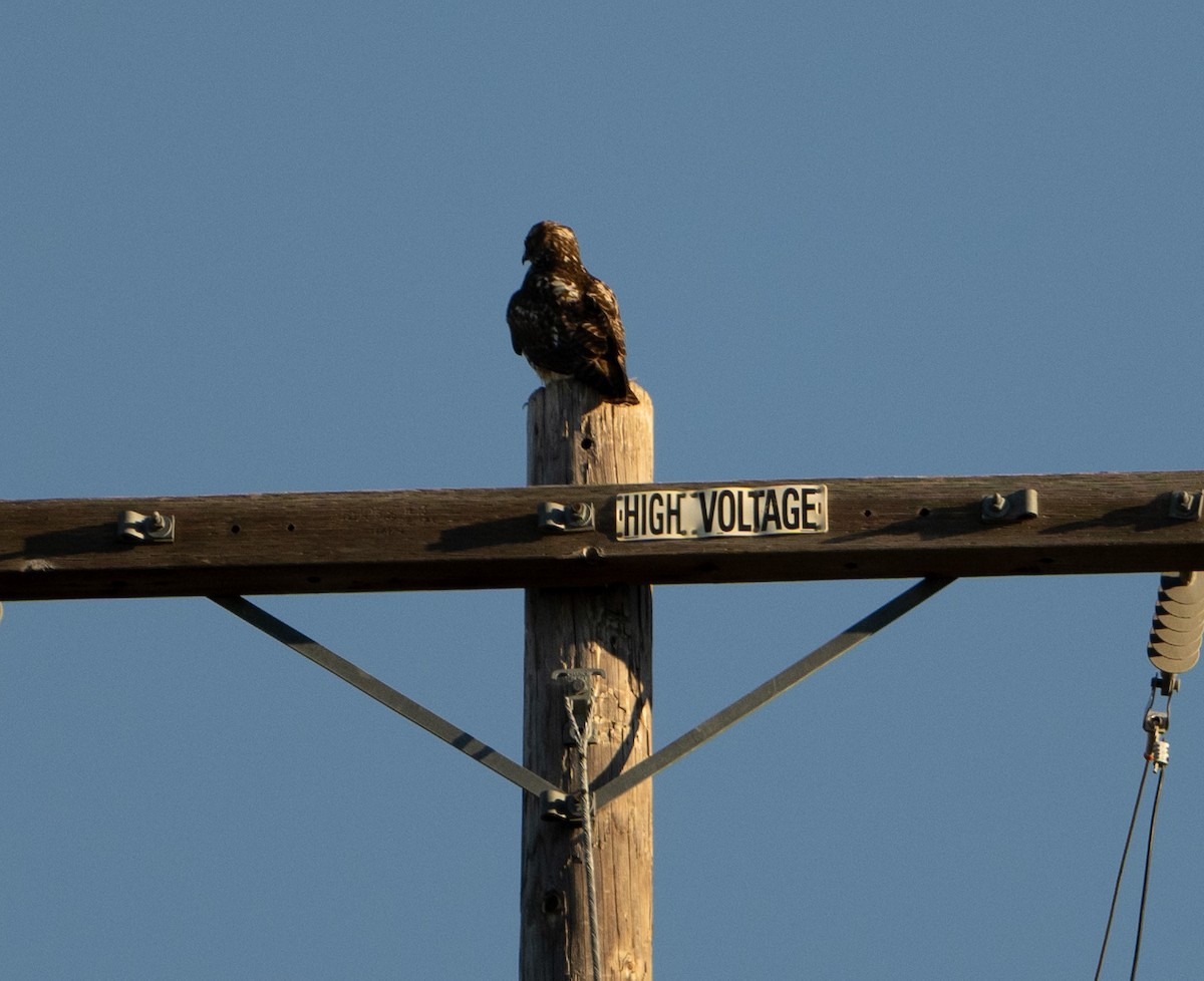 Red-tailed Hawk - ML646854100