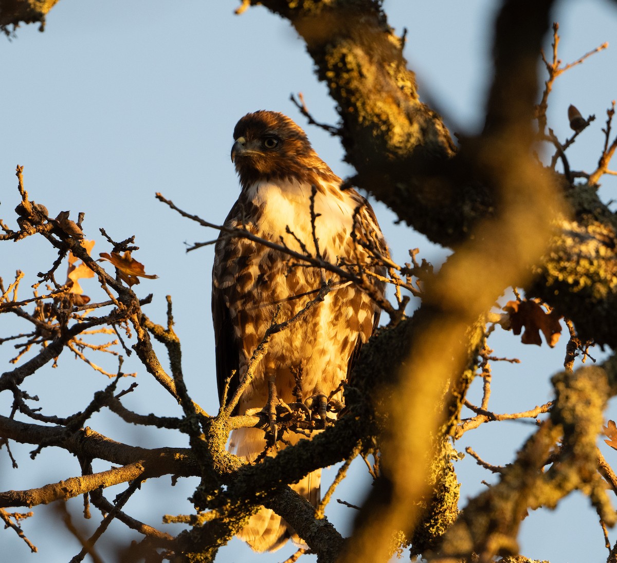 Red-tailed Hawk - ML646854101