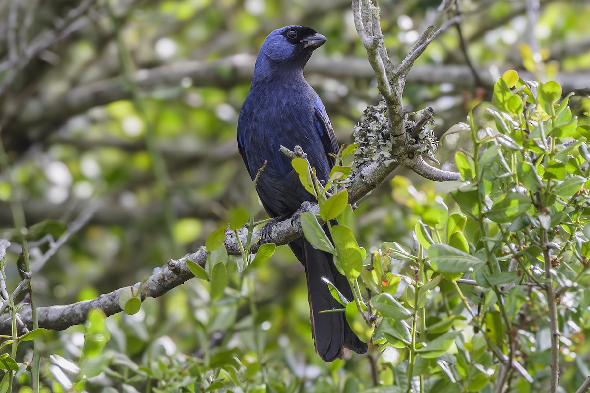 Diademed Tanager - ML646854102