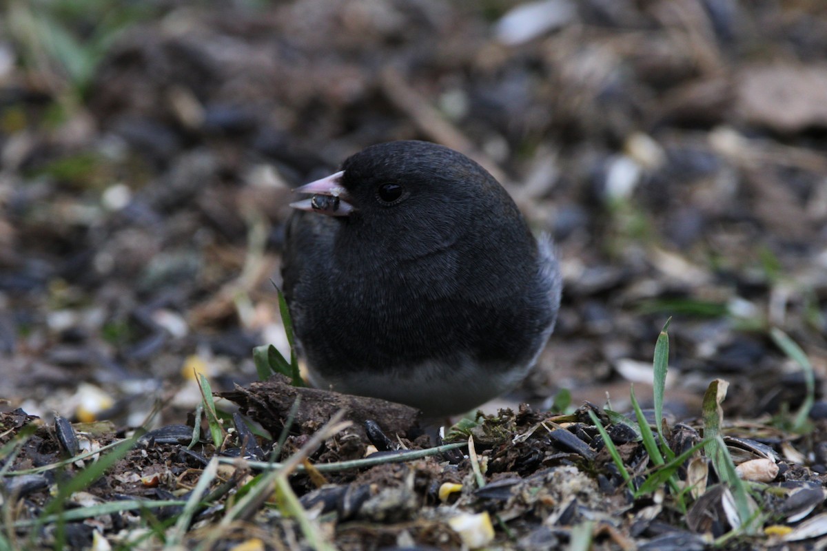 Dark-eyed Junco - ML646854103