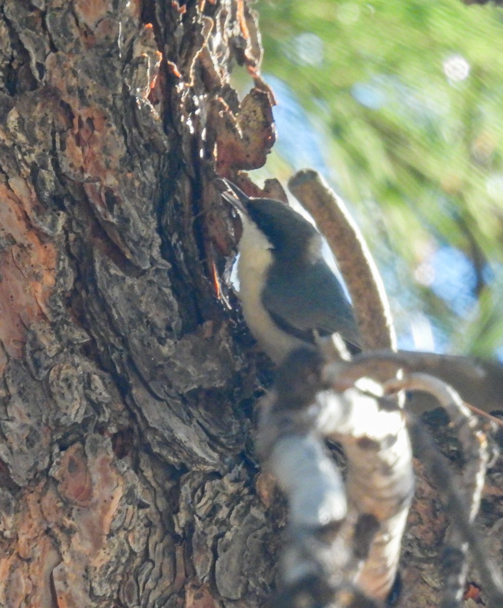 Pygmy Nuthatch - ML646854105